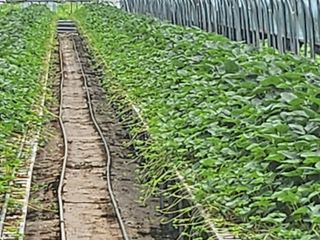 딸기 🍓 야놀자!님의 딸기 · 품종•종자 작성글 사진