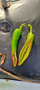 팜모닝 고추·병해충상담 게시글 이미지