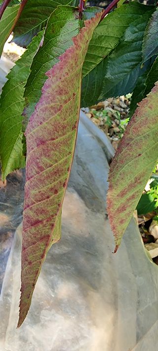 하늘높이날다님의 기타작물 · 병해충상담 작성글 사진