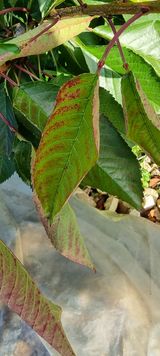 팜모닝 기타작물·병해충상담 게시글 이미지