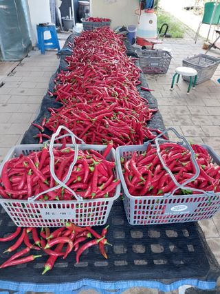 (청사초롱)님의 고추 · 일상 작성글 사진