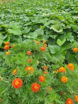 팜모닝 고구마·자유게시판 게시글 이미지