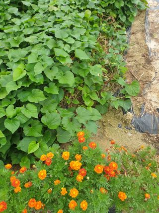 자두20879님의 고구마 · 자유게시판 작성글 사진