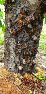 팜모닝 복숭아·병해충상담 게시글 이미지