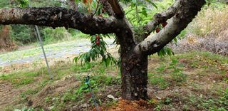 Alps07님의 복숭아 · 병해충상담 작성글 사진