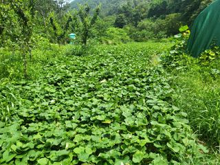 액티브맨님의 고구마 · 자유게시판 작성글 사진