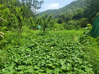 액티브맨님의 고구마 · 자유게시판 작성글 사진