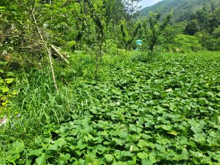 액티브맨님의 고구마 · 자유게시판 작성글 사진