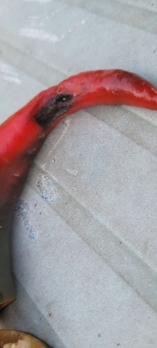 돌고개농장님의 고추 · 병해충상담 작성글 사진