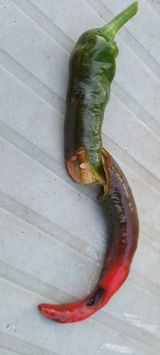 팜모닝 고추·병해충상담 게시글 이미지