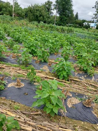 양양댁님의 들깨 · 자유게시판 작성글 사진