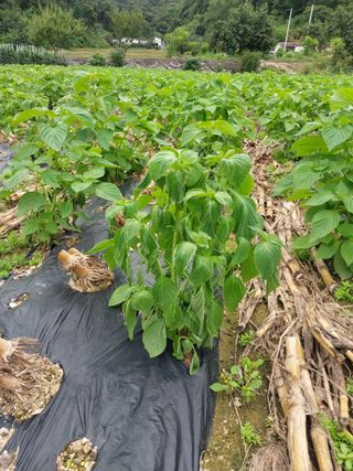 양양댁님의 들깨 · 자유게시판 작성글 사진