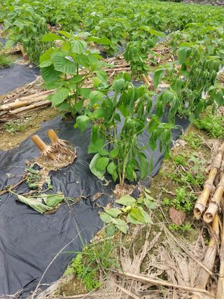 양양댁님의 들깨 · 자유게시판 작성글 사진