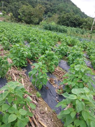 양양댁님의 들깨 · 자유게시판 작성글 사진