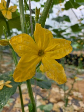 김승년님의 오이 · 병해충상담 작성글 사진