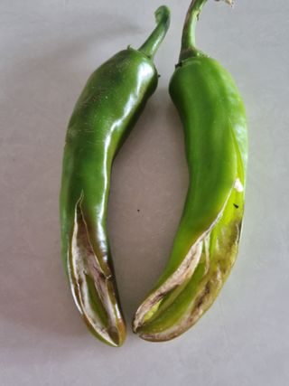 ja72850911님의 고추 · 병해충상담 작성글 사진