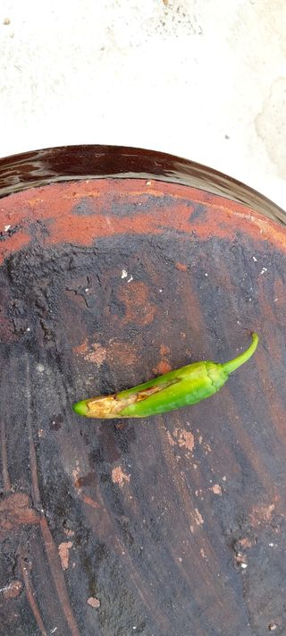 게으른농부님의 고추 · 병해충상담 작성글 사진