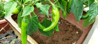 게으른농부님의 고추 · 병해충상담 작성글 사진