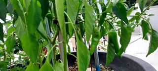 게으른농부님의 고추 · 병해충상담 작성글 사진