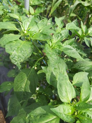 대박🙂🙏님의 고추 · 병해충상담 작성글 사진