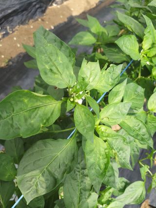 대박🙂🙏님의 고추 · 병해충상담 작성글 사진