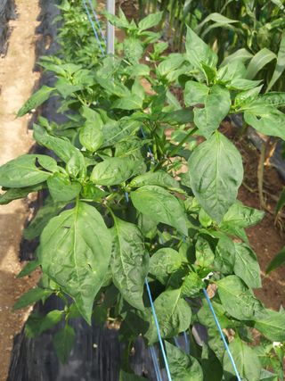 대박🙂🙏님의 고추 · 병해충상담 작성글 사진