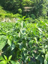 팜모닝 자유주제·자유게시판 게시글 이미지