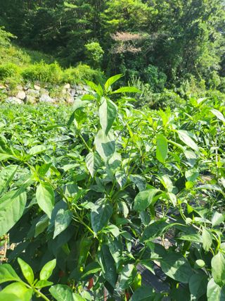 안영매(터실농장)님의 자유주제 · 자유게시판 작성글 사진