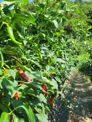 안영매(터실농장)님의 자유주제 · 자유게시판 작성글 사진