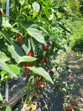 안영매(터실농장)님의 자유주제 · 자유게시판 작성글 사진