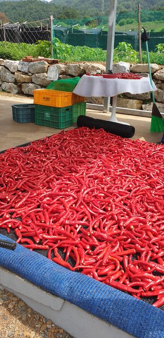 신정애님의 고추 · 영농일지 작성글 사진