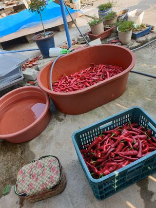 김애자 님의 고추 · 일상 작성글 사진