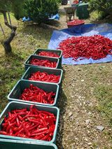 팜모닝 고추·영농일지 게시글 이미지