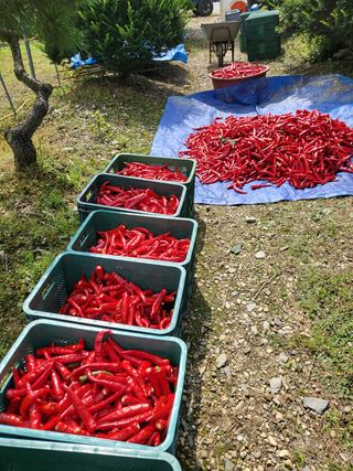 바람소리님의 고추 · 영농일지 작성글 사진