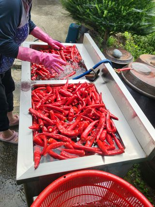 바람소리님의 고추 · 영농일지 작성글 사진