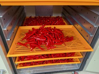 바람소리님의 고추 · 영농일지 작성글 사진