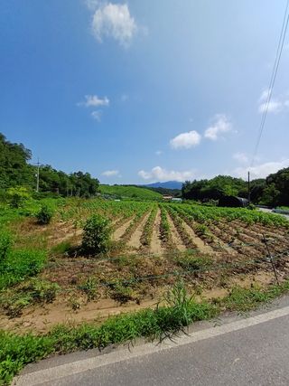 알뜰농부님의 들깨 · 영농일지 작성글 사진