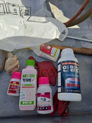 은화주농원맥반석포도님의 포도 · 영농일지 작성글 사진