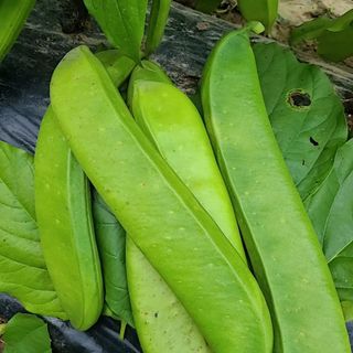 청화팜스님의 자유주제 · 자유게시판 작성글 사진