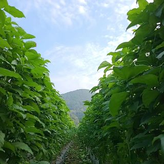 청화팜스님의 자유주제 · 자유게시판 작성글 사진