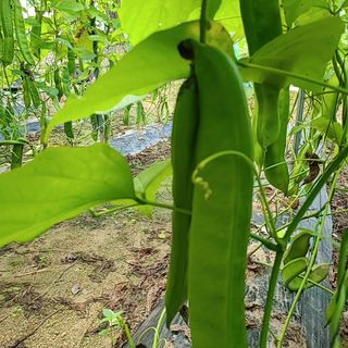 청화팜스님의 자유주제 · 자유게시판 작성글 사진