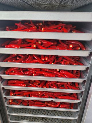 김태연님의 고추 · 일상 작성글 사진