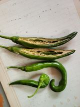 팜모닝 고추·병해충상담 게시글 이미지