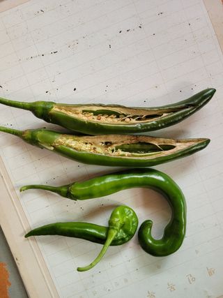 왕초보보안관님의 고추 · 병해충상담 작성글 사진