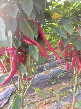 생거님의 고추 · 수확 작성글 사진