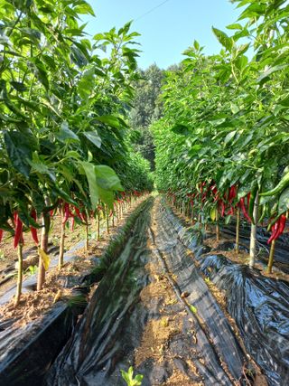 생거님의 고추 · 수확 작성글 사진