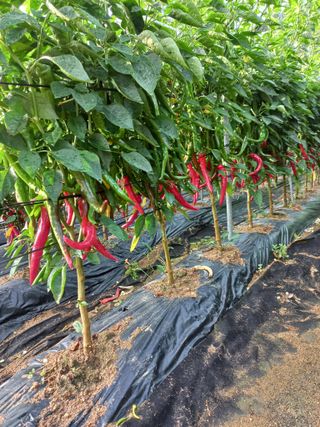 생거님의 고추 · 수확 작성글 사진