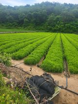 팜모닝 기타작물·자유게시판 게시글 이미지