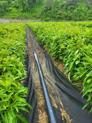 노지잔대재배7년차님의 기타작물 · 자유게시판 작성글 사진