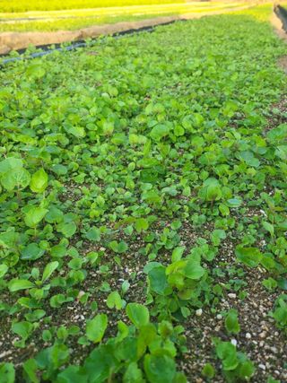 노지잔대재배7년차님의 기타작물 · 자유게시판 작성글 사진